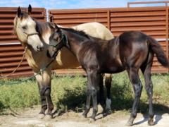 2020 Foal Paddys Gin Austin JW